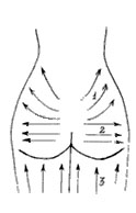 массажные линии при выполнение медового массажа на ягодицах
