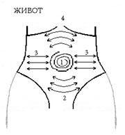 массажные линии при выполнение медового массажа на животе