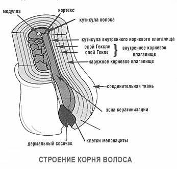 строение волоса