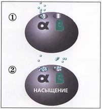 процессы липогенеза и липолиза