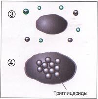 процессы липогенеза и липолиза