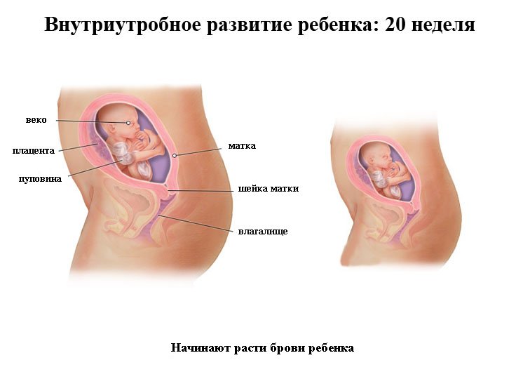 Розвиток плода і особливості протікання вагітності по тижнях. Опис відчуттів і змін дитини по триместрах