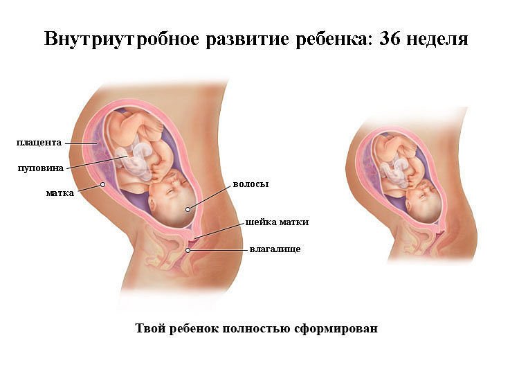 Розвиток плода і особливості протікання вагітності по тижнях. Опис відчуттів і змін дитини по триместрах