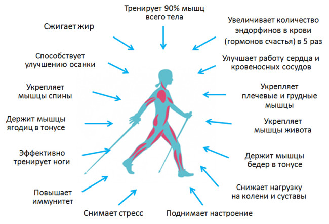 Техніка скандинавської ходьби