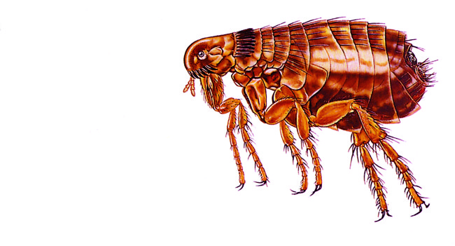 Як позбутися від домашніх бліх. Як вивести бліх у домашніх умовах