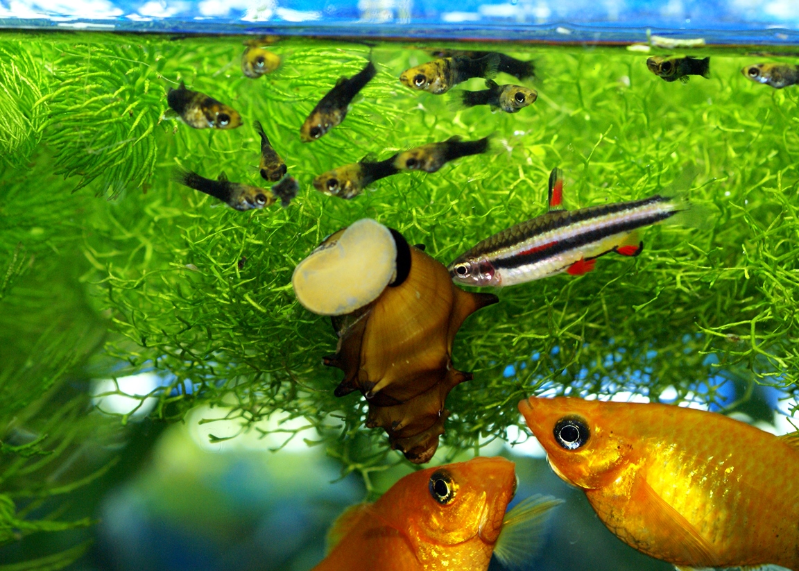 Разные рыбки в аквариуме