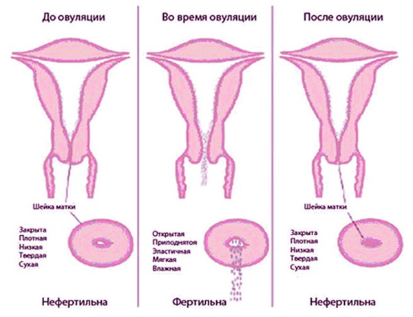 Через сколько матка. Овуляция это. Выделения во влагалище после овуляции. Шейка матки на ранних сроках.