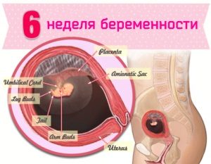 Шостий тиждень вагітності: головний мозок сформований!