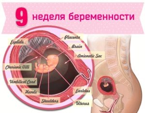 Дев'ятий тиждень вагітності: зародок стає плодом