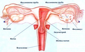 Что такое менструация