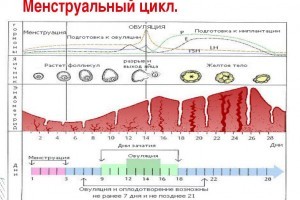 Фазы менструального цикла