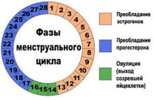 Фазы менструации