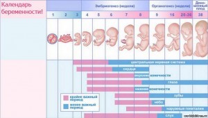 калькулятор беременности