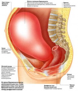 Гипертонус матки при беременности - причины возникновения, диагностика и лечение
