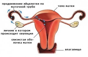 после овуляции можно ли забеременеть