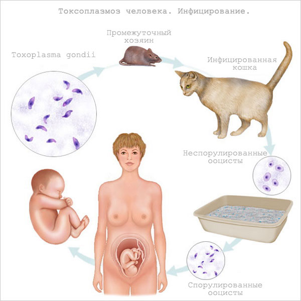 Токсоплазмоз при беременности