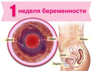 Перший тиждень вагітності: зародження нового життя