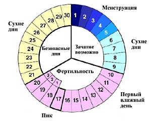 Фазы цикла