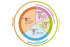 Фазы менструального цикла