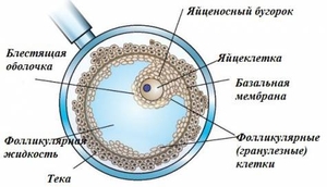 Строение фолликула