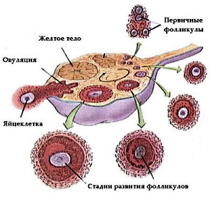 Менструальний цикл жінки