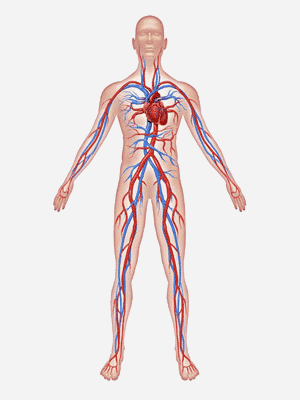 Сердечно-сосудистая система