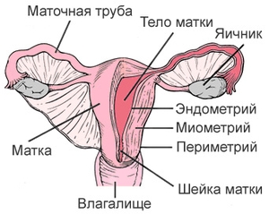 Строение матки