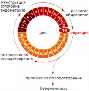 Менструальный цикл