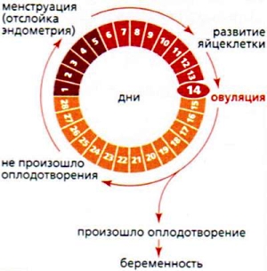 Менструальний цикл жінки