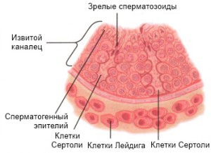 мужское здоровье 35