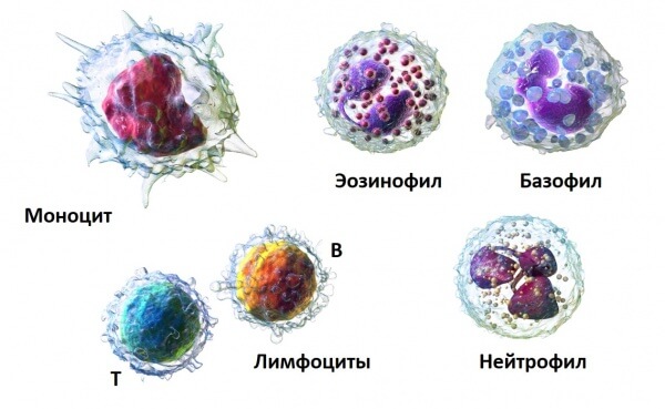 Виды лейкоцитов и их функции в организме женщин