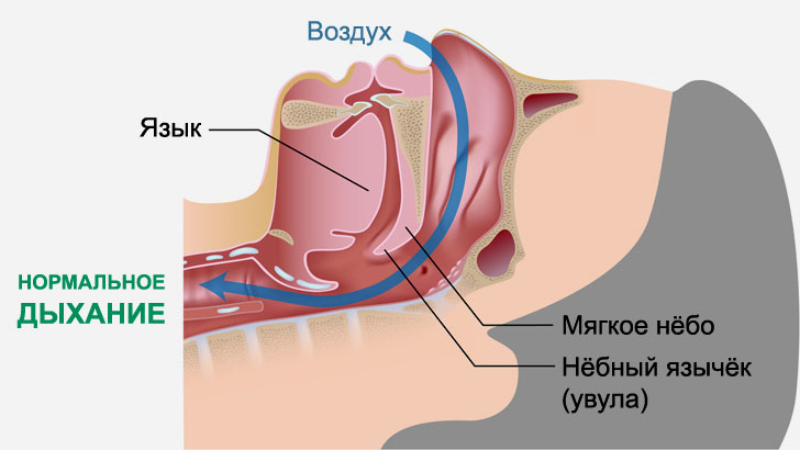 Анатомия здорового дыхания во время сна