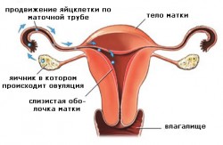 Симптомы овуляции