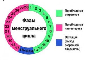 Расчет овуляции