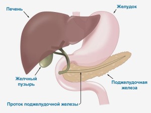 Расположение поджелудочной