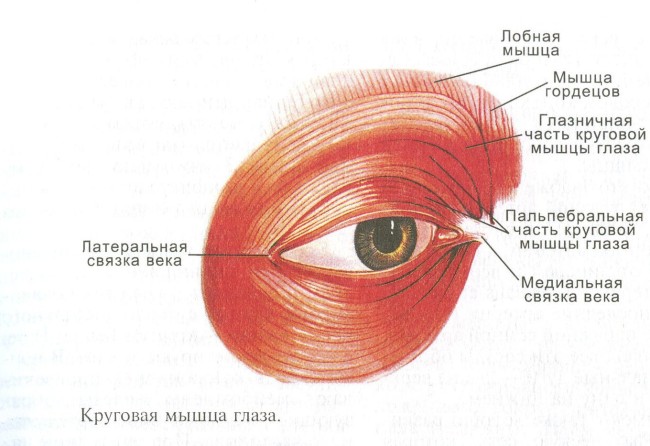 Що таке кантопексія