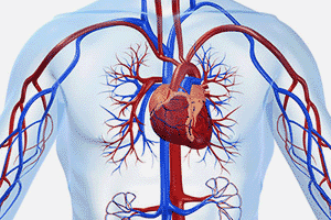Сердечно-сосудистая система