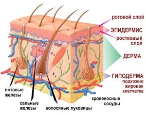 Двадцятий тиждень вагітності: Мама, заспівай мені пісеньку!