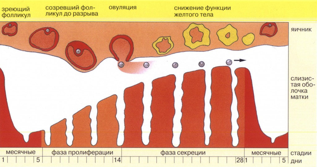 Нормальный цикл