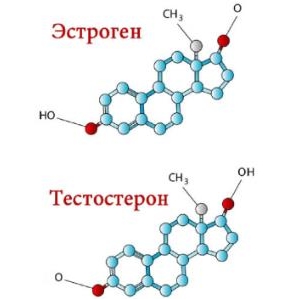 Норма свободного тестостерона у женщин: за что отвечает гормон?