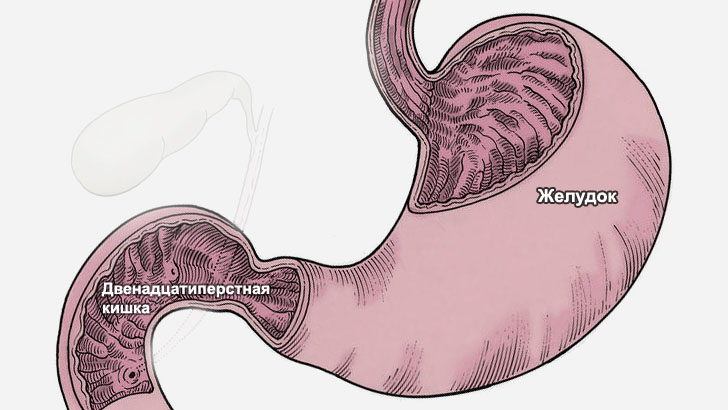 Анатомия желудка и двенадцатиперстной кишки